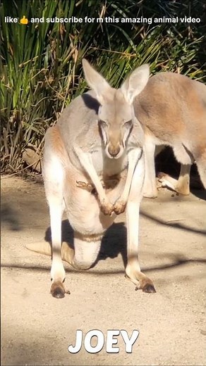 Kangaroo Baby’s Amazing Journey in Mom’s Pouch! 🦘❤️#Kangaroo #BabyKangaroo #KangarooBaby #Wildlife