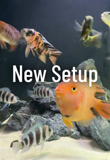 The water is already clearing up in the new aquarium, the fish are happy and I'm even happier 🤭🤩 #africancichlids #peacockcichlids #hapcichlids #catfish #cichlids