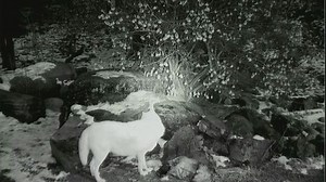 International Wolf Center: Virtual What's for Dinner? program. This program was recorded on Saturday, Nov. 21, 2020. One of our education interns, Lexi, is your enthuiastic (as always) program leader. Enjoy! | International Wolf Center