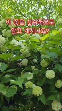 5월에 피는 둥근 꽃 불두화