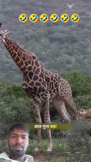 #facts #animals #ji #funny #funny #lion #leopard #lion #wildlife #comedy #birds