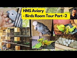 Birds Room Tour Part-2 | Show Budgies Set-Up | HMS Aviary