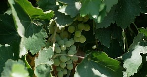 2023 Crop Report shows record-setting year for Kern County Ag producers