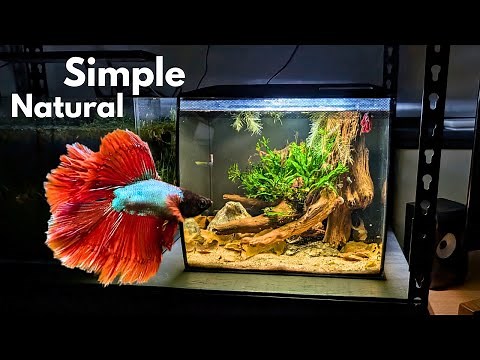 Setting up the PERFECT betta tank : A step by step guide
