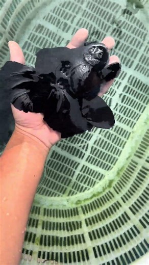Black goldfish! Black is too rich! Excellent #fish #koi #aquarium #freshwater #goldfish