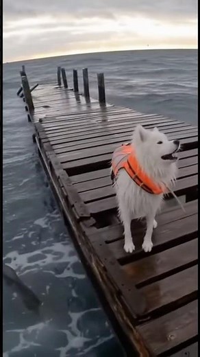 Samoyed Saved From Collapsing Dock #dogs #rescue