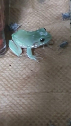 #개구리먹방 #eatingfrog #frog #shorts #eating #青蛙 #カエル #rana #grenouille #Frosch #개구리 #안먹방