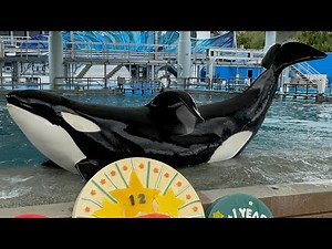 SeaWorld Orlando Makaio's 12th Birthday | Killer Whale Up Close Tour 4 Highlights 4K (10-9-22)