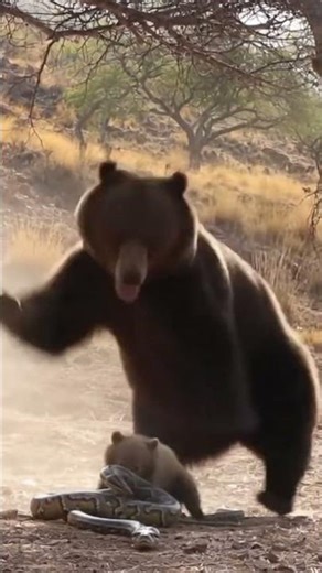 Bear Saves Cub from Giant Python #shorts #wildlife #animals #animalattacks #save #python #nature