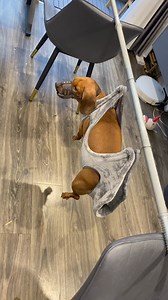 859K views · 10K reactions | Con “ Quai yếu “ này bị thiên la địa võng thu phục rồi  | Lui Théo | Facebook