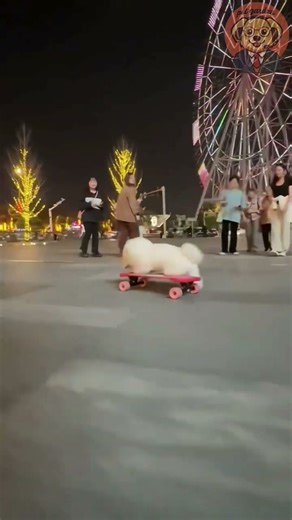 Viral Puppy: Watch This Little Pro Skateboard Like a Legend!