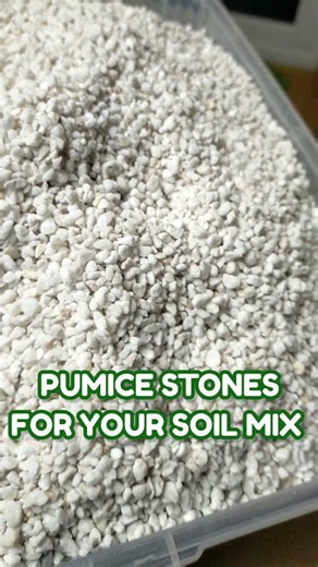 Add Pumice Stones on your succulent soil mix for better drainage #shorts #pottingMix #succulentsoil
