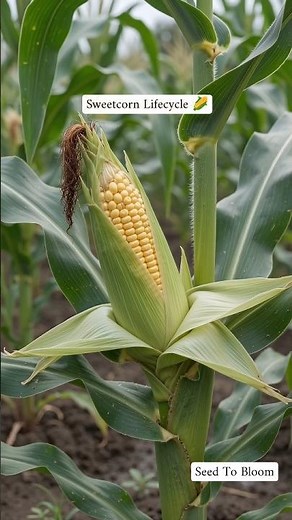 Sweetcorn complete lifecycle in 30 sec | Amazing timelapse video 🌽 #shorts #sweetcorn #aishorts