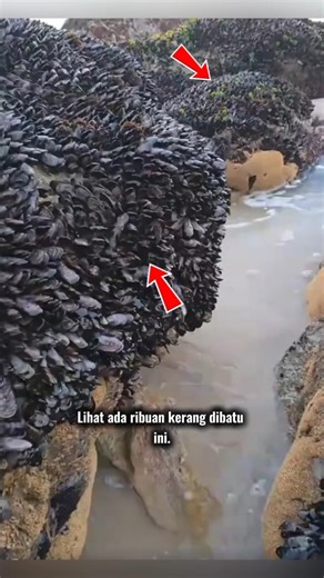 Ribuan kerang nempel dibatu...