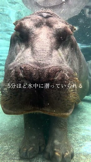 水中のカバの様子🦛 #富士サファリパーク
