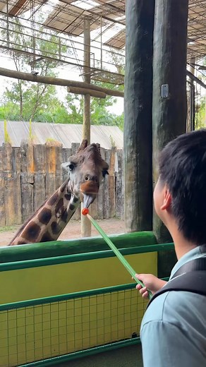 273K views · 2.3K reactions | Avilon Zoo Rates | Avilon Commute Guide | Klook Discount Code: DAYANARAKLOOK 李 #avilonzoo #montalban #pasyalan #trending #klook | Dayanara Alviar Vlogs | Facebook