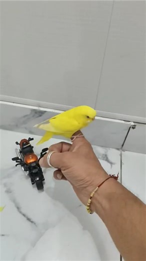 Hand tame Budgies #Budgies #handtamedbirds #birds #shorts