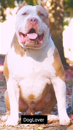 Pitbull vs Tiger - Who Would Win? 💯