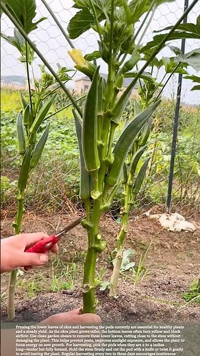 Okra Harvest and Leaf Pruning: Secrets to a Healthier Crop #gardeningtips #harvest