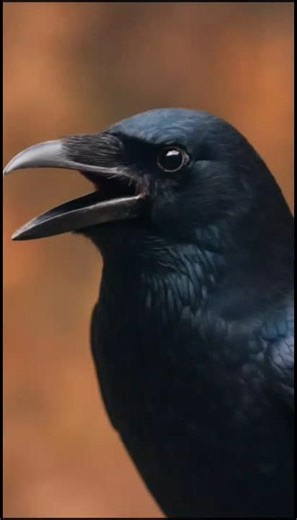 This Crow Can Say ‘Hello’ Like a Human!? 😱🦅