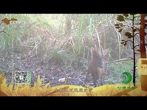 《秘境之眼》 中华鬣羚/胡兀鹫/小麂/冠斑犀鸟 20221210| CCTV