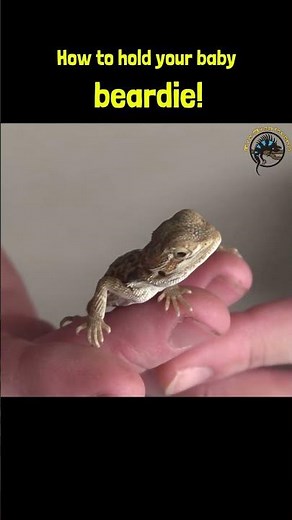 How to hold your baby bearded dragon 🐉 #tutorial #beardeddragon #petcare #reptiles #lizard