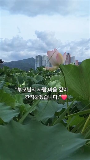 The Love of Parents#부모님은공#연꽃#명상의말씀/효이야기.!