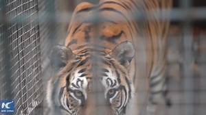 56K views · 1.5K reactions | Meet the adorable siberian tiger cubs in northeast China's Heilongjiang | Xinhua Culture&Travel | Facebook