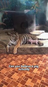 336K views · 7.6K reactions | A tiger in the zoo that isn't afraid of even the little pigs#animals #tiger #wholesome #friendship #fyp | Rescue Animals Zone.1 | Facebook