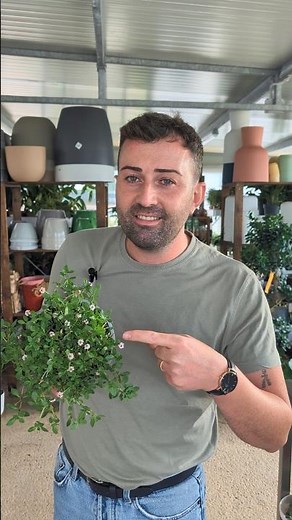 Lippia plant: a valid alternative to real grass #plants #plants #garden #lippia #flowers