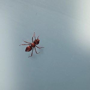 Thanks to German Mathematical Society and the Austrian Mathematical Society for inviting me to speak at their symposium on Mathematics and Arts. I really enjoyed sharing the making of my short film #bugbottle . https://beaujanzen.wixsite.com/bugbottle Vielen dank to @dmv_mathematik and @universitaet.passau | Reason For Math