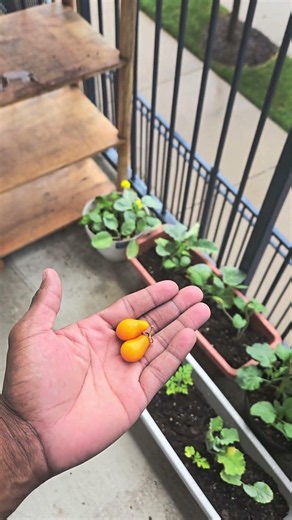 Yellow Pear Tomatoes#garden #vegetables #vegan #health #wellness