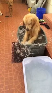 2K reactions · 1.9K shares | Splash splash, having fun in the bath | Animal Lovers | Facebook