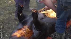 Traditional village pig slaughter in eastern European countries video 4k.