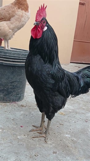 Black beauty of Australorp Rooster Crowing