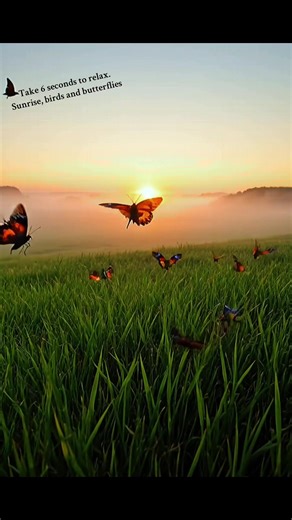 Peaceful Sunrise and Nature Moments