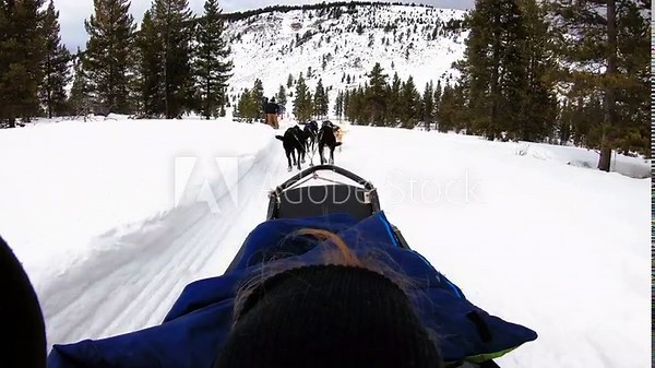 People dog sledding at Yellowstone National park