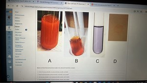 Based on these biochemical test results, the unknown food item ... | Filo