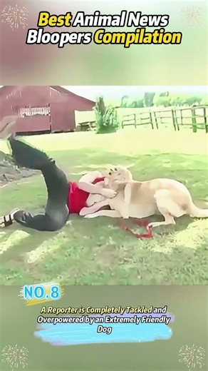 Best Animal News Bloopers Compilation#funny