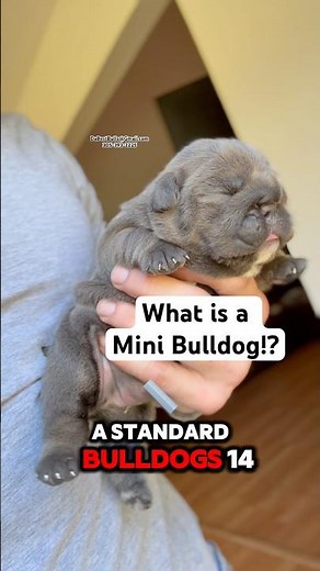 What is a Mini Bulldog? It’s a standard English Bulldog in miniature form, that’s all.