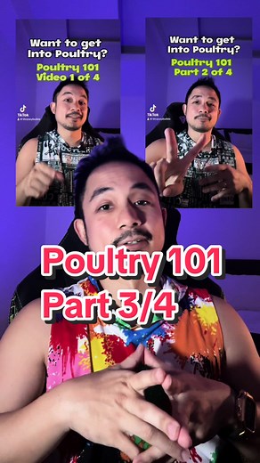 So do you want to get into Poultry? Don’t forget to watch Part 1 and 2! Also don’t forget to follow, like and subscribe! #poultry #chickenfarming #fyp #foryoupage #kachicken
