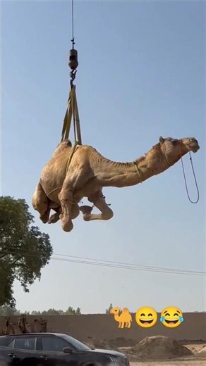 Camel loading in Truck #shorts #yt #camel #lighttruck #shortvideo #camelloading #animals