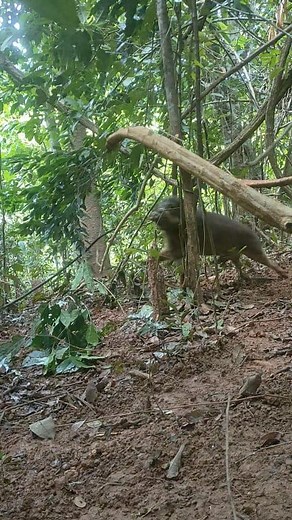 Sulawesi wild boar pests 🐗 #burakosulawesi #kabaena #burako #babihutan #babi #puncak #alam #alamindonesia #alamsulawesiutara #naturephotography #nature #fotografialam #reelsvideo #reelsfbシ #short #fyp #fb #reels #reelsfypシ2025 #goodvibes #viwes #vibesm #pemburu #reelsviral #pemburusulawesiutara #pejuangrupia | Michael Emor