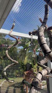 5.4K views · 388 reactions | ☀️ What an absolutely beautiful day to be outside in an aviary, making some new friends......... | Palm Beach Parrot & Bird Rescue/Sanctuary Of South Florida | Facebook
