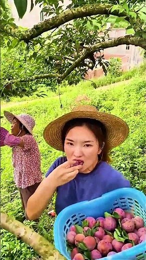 Beautiful Nature with Rural Life - Harvesting and Tasting Fresh Plums #nature #fruit​