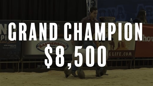 2.1K views · 69 reactions | We are excited to present the #AZNational 2023 Lamb Premiums!  Grand Champion $8,500  Reserve $5,000  3rd Overall $3,000  Best Arizona $2,000 Thank you to our sponsors: - AgWest Farm Credit - Chad Walker Livestock Co. - SRP Connect | Arizona National Livestock Show | Facebook