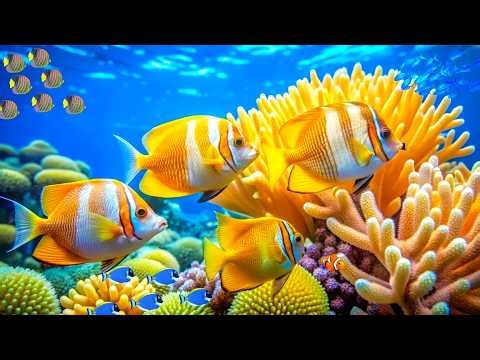 4K Coral Reef Aquarium 🐠 Exotic Tropical Fish & Stunning Ocean Relaxation for Stress Relief