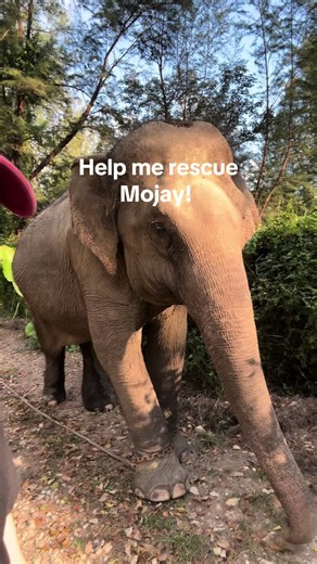 Help Rescue Mojay: A Lifelong Journey to Freedom