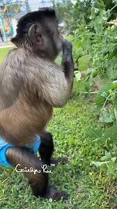 112K views · 14K reactions | Living My Best Life Lyrics by Ben Rector, I'm livin' my best life, I wake up with the sunrise 華𣏕暈 #Gaitlynrae #Lifeofthelachers #LifeWithGaitlyn #foodie #monkey #family #fruits #veggies #gardening #gardenlife #gardening | Grae Farms LLC | Facebook