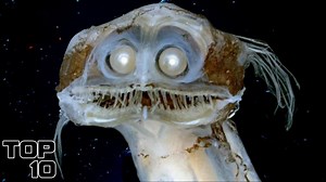 Top 10 Creatures From Antarctica That Stunned Scientists | Most Amazing Top 10